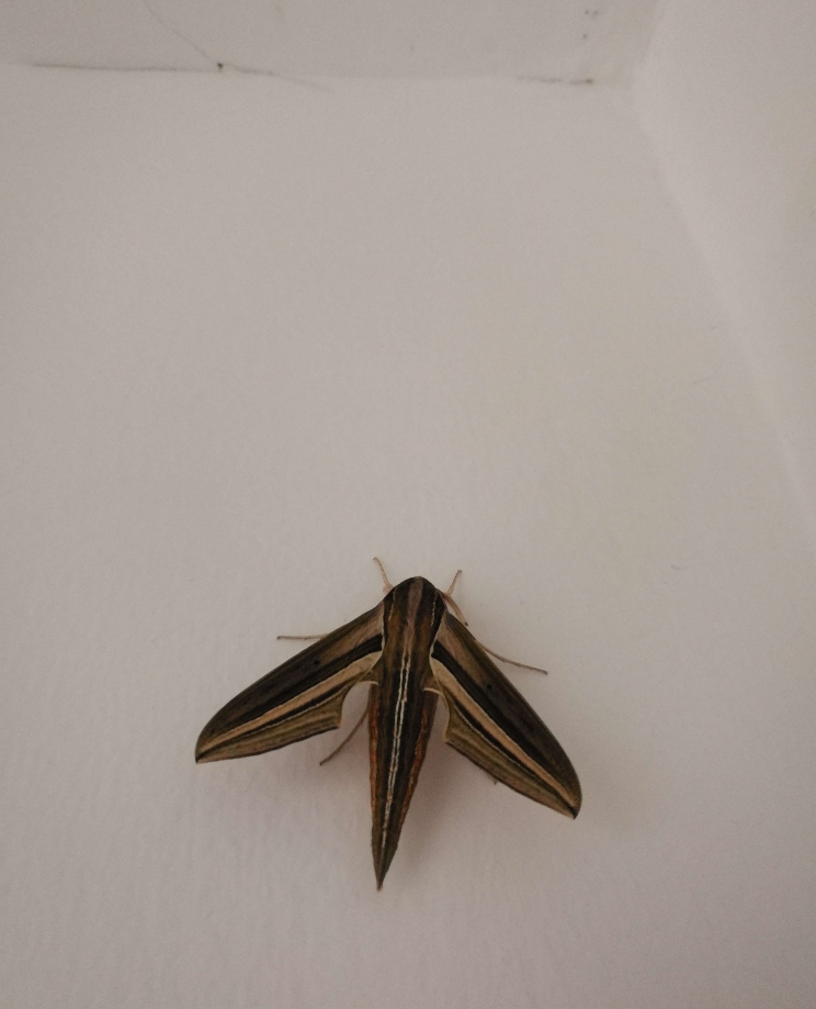 ΢�Ž�ͼ_20240410155943.png