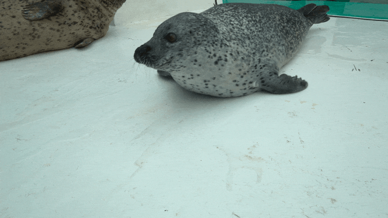 ΢��ͼƬ_20240718123310.gif