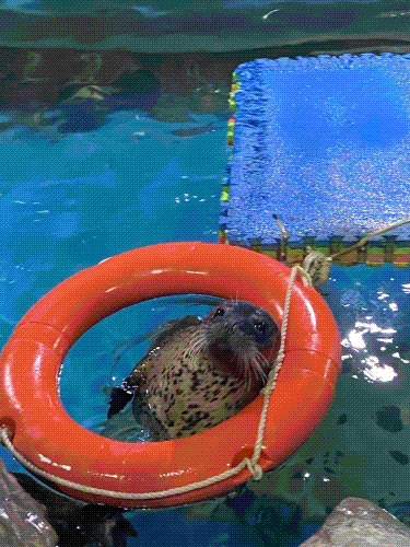 ΢��ͼƬ_20240718123332.gif