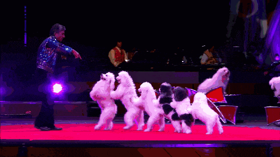 6.gif