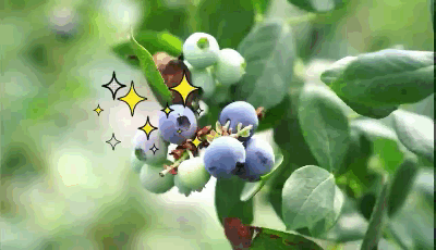 51.gif
