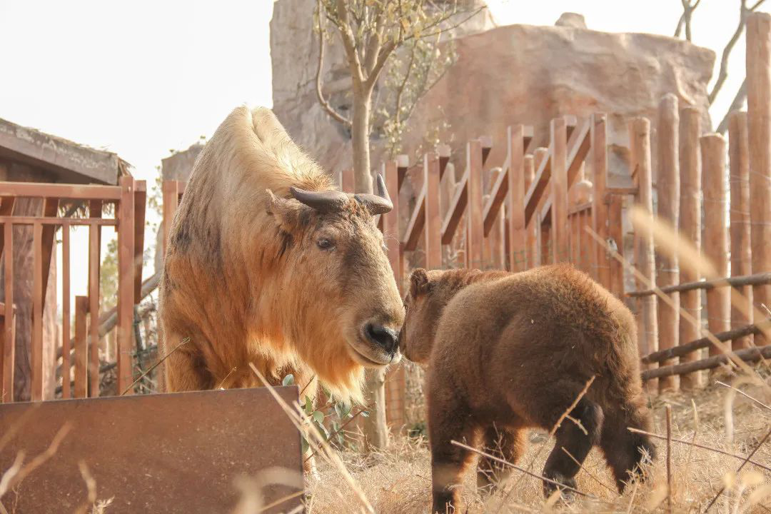 2021,南通森林野生動物園給你帶來不一樣的年味