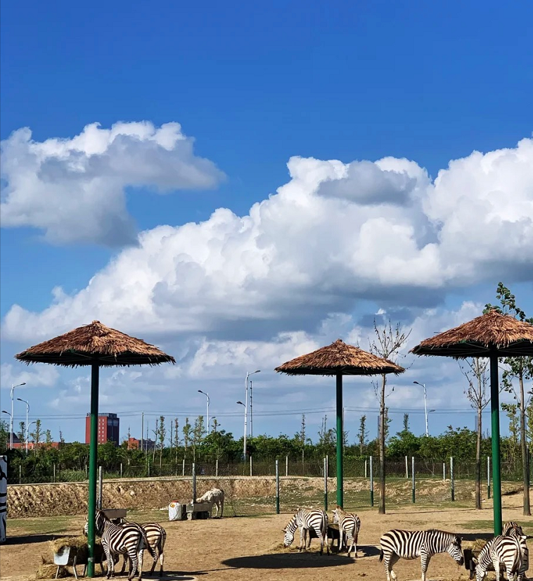 去大丰港动物园,第一次被一群梅花鹿追着跑