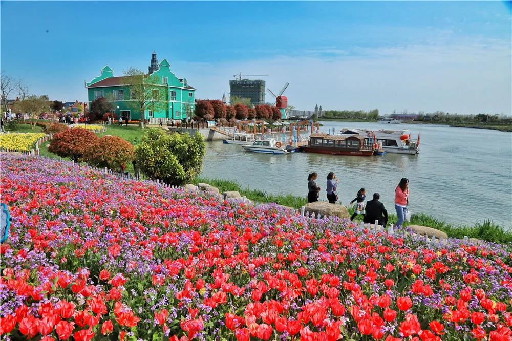 一年仅一次,荷兰花海的郁金香已到达颜值巅峰!